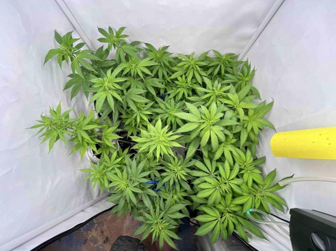 sangria & tropic triploid. Week 8