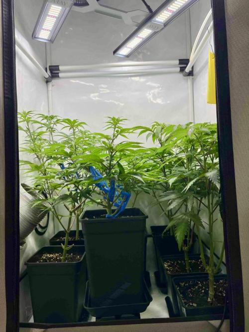 sangria & tropic triploid. Week 8