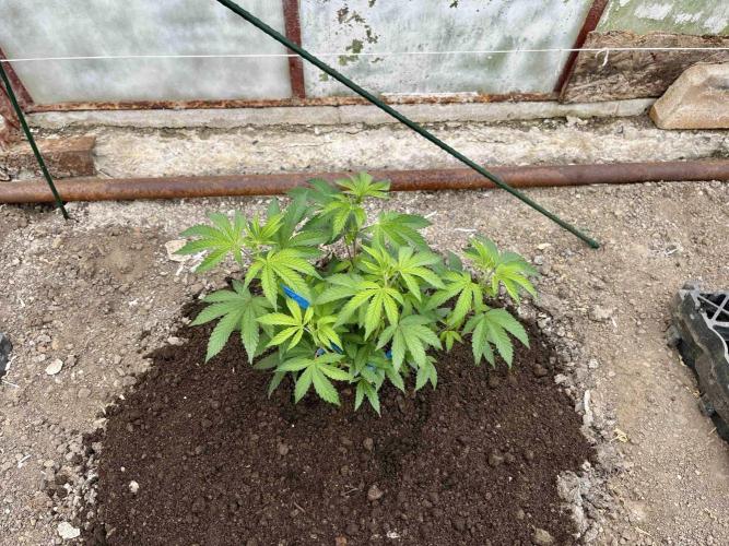 greenhouse26. Week 1 - Grape Diamonds #17 x Grandpa's Cookies #6