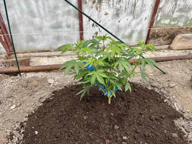 greenhouse26. Week 1 - Grape Diamonds #17 x Grandpa's Cookies #6