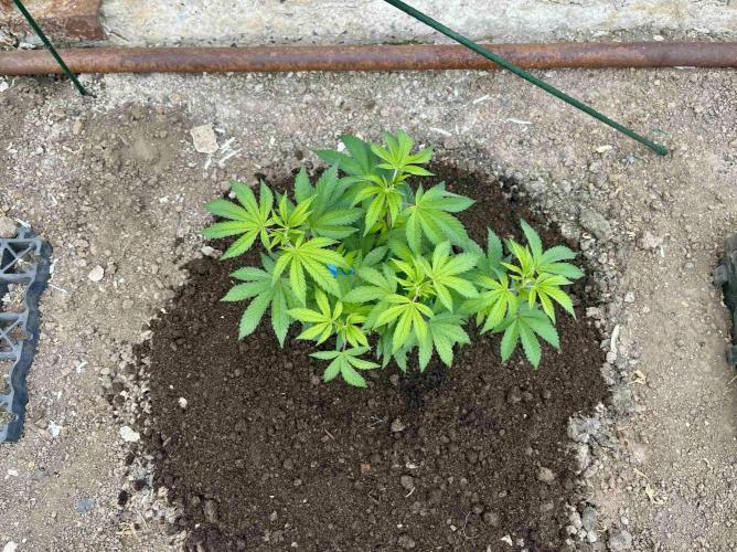 greenhouse26. Week 1 - Grape Diamonds #17 x Grandpa's Cookies #6