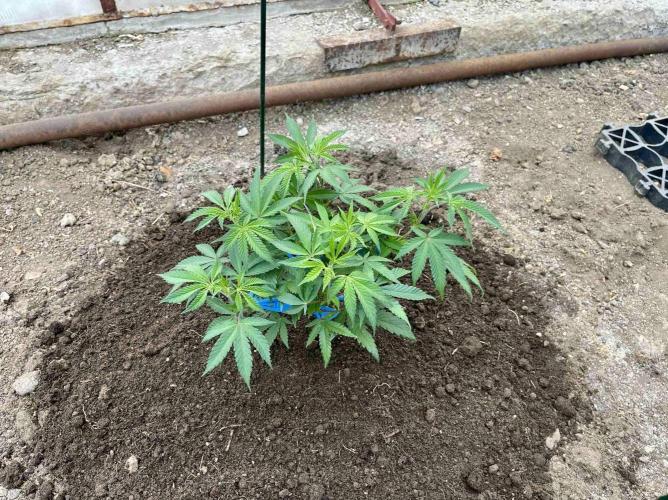 greenhouse26. Week 1 - xxx x Grandpa's Cookies #6