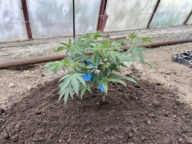 greenhouse26. Week 1 - xxx x Grandpa's Cookies #6