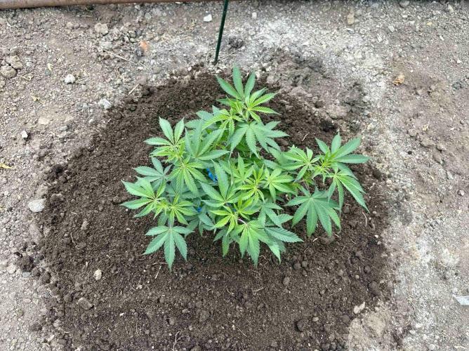 greenhouse26. Week 1 - xxx x Grandpa's Cookies #6