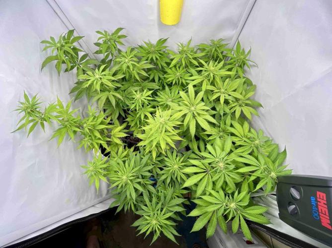 sangria & tropic triploid. Week 9