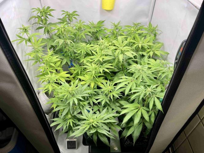 sangria & tropic triploid. Week 9