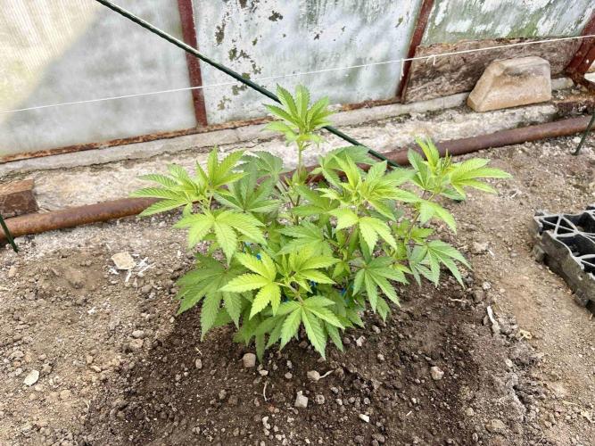 greenhouse26. Week 1 - 24. 5. Grape Diamonds #17 x Grandpa's Cookies #6