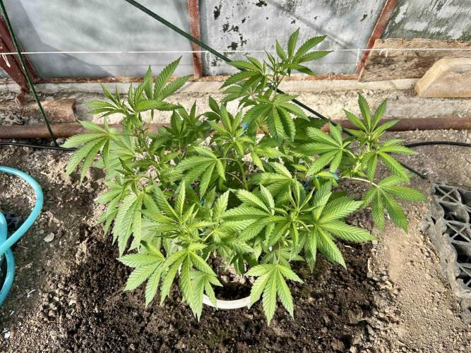 greenhouse26. Week 2 - Grape Diamonds #17 x Grandpa's Cookies #6