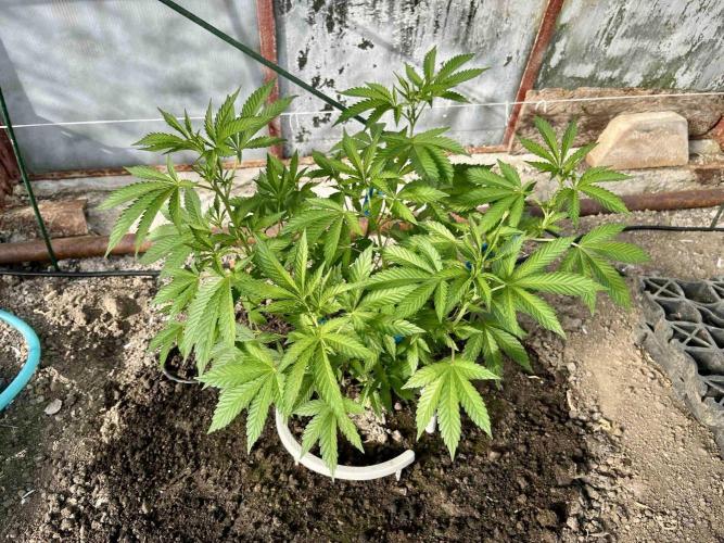greenhouse26. Week 2 - Grape Diamonds #17 x Grandpa's Cookies #6