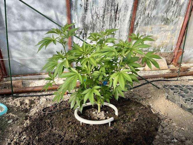 greenhouse26. Week 2 - Grape Diamonds #17 x Grandpa's Cookies #6