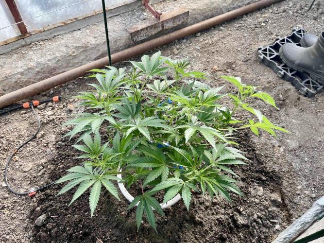 greenhouse26. Week 2 - xxx x Grandpa's Cookies #6