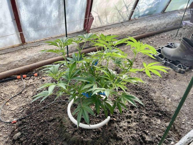 greenhouse26. Week 2 - xxx x Grandpa's Cookies #6
