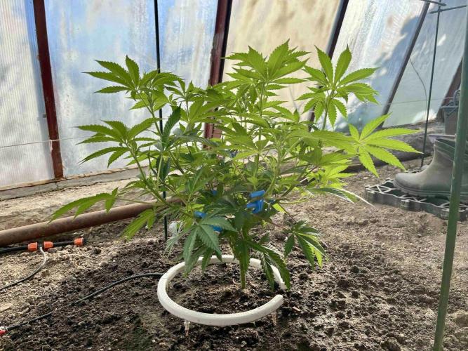greenhouse26. Week 2 - xxx x Grandpa's Cookies #6