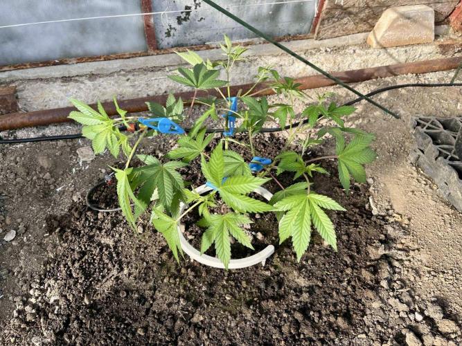 greenhouse26. Week 2 - Grape Diamonds #17 x Grandpa's Cookies #6
