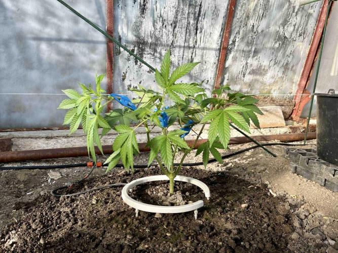 greenhouse26. Week 2 - Grape Diamonds #17 x Grandpa's Cookies #6