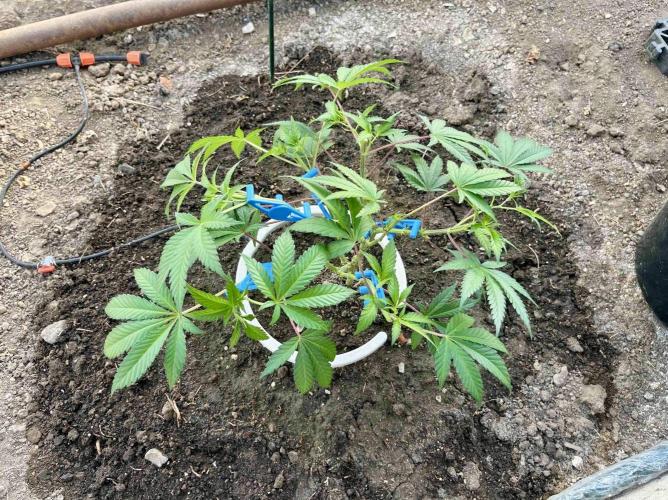 greenhouse26. Week 2 - xxx x Grandpa's Cookies #6