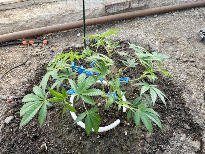 greenhouse26. Week 2 - xxx x Grandpa's Cookies #6