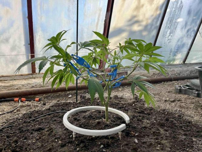 greenhouse26. Week 2 - xxx x Grandpa's Cookies #6