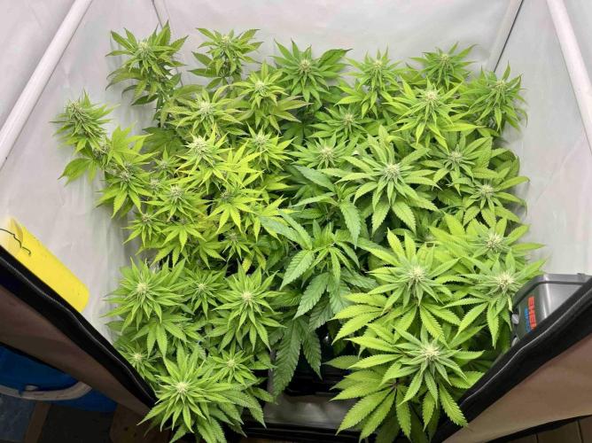 sangria & tropic triploid. Week 10