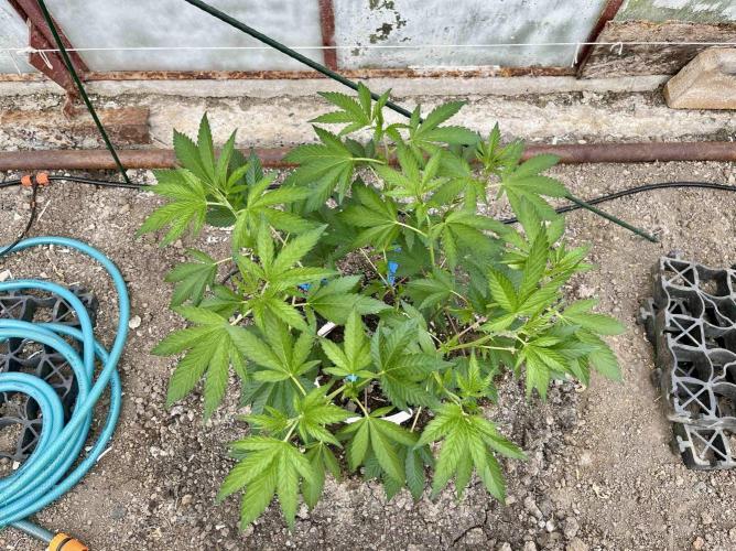 greenhouse26. Week 3 - Grape Diamonds #17 x Grandpa's Cookies #6