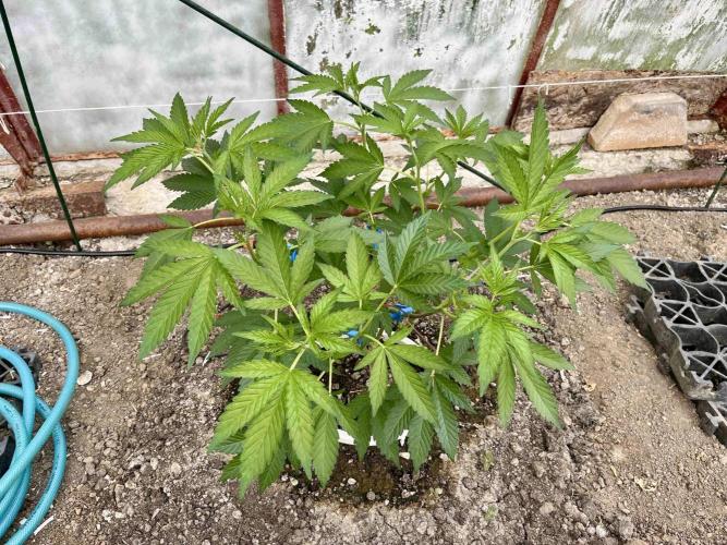 greenhouse26. Week 3 - Grape Diamonds #17 x Grandpa's Cookies #6