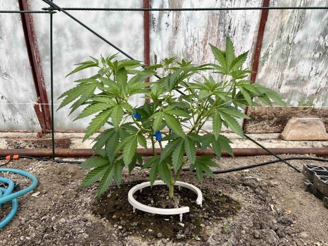 greenhouse26. Week 3 - Grape Diamonds #17 x Grandpa's Cookies #6