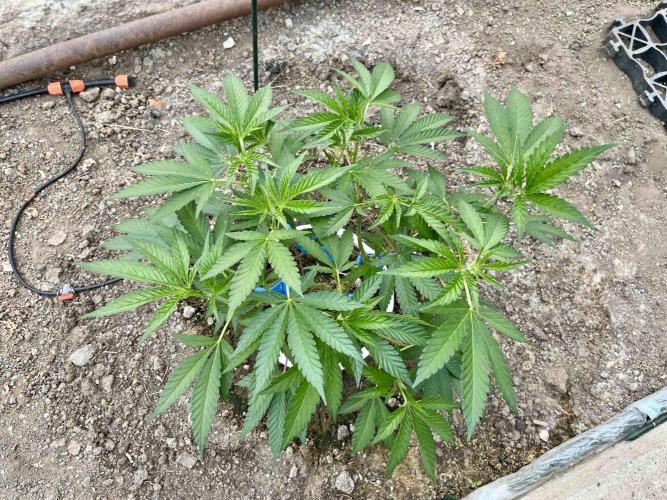 greenhouse26. Week 3 - xxx x Grandpa's Cookies #6