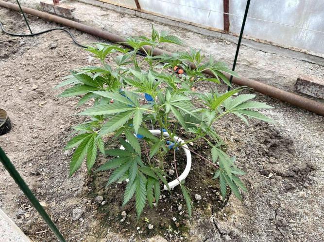 greenhouse26. Week 3 - xxx x Grandpa's Cookies #6