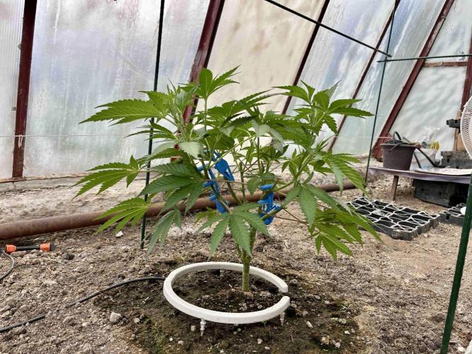 greenhouse26. Week 3 - xxx x Grandpa's Cookies #6