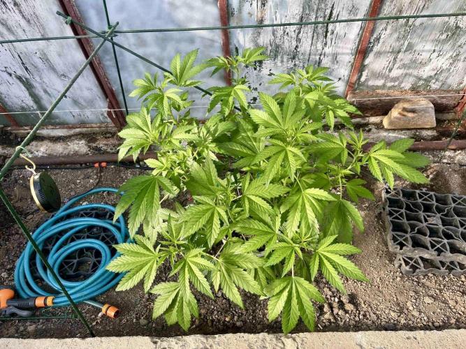 greenhouse26. Week 4 - Grape Diamonds #17 x Grandpa's Cookies #6