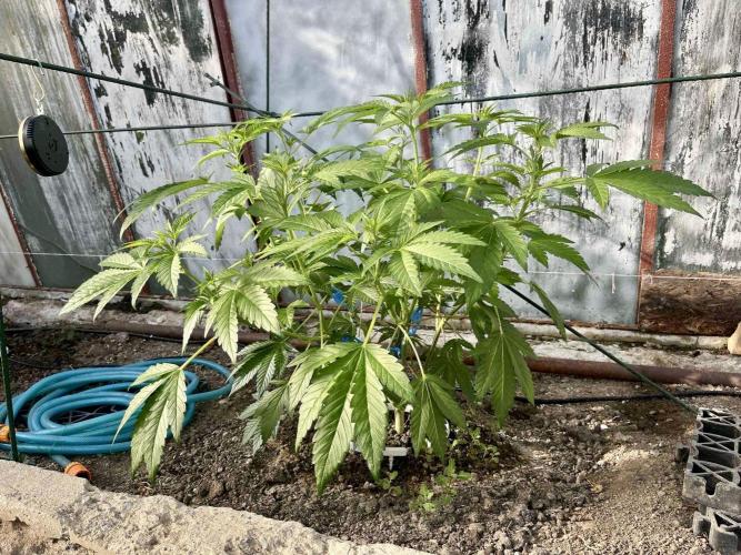 greenhouse26. Week 4 - Grape Diamonds #17 x Grandpa's Cookies #6