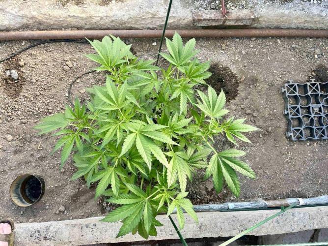 greenhouse26. Week 4 - xxx x Grandpa's Cookies #6