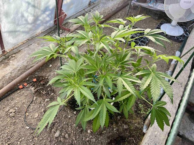 greenhouse26. Week 4 - xxx x Grandpa's Cookies #6
