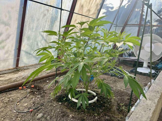 greenhouse26. Week 4 - xxx x Grandpa's Cookies #6