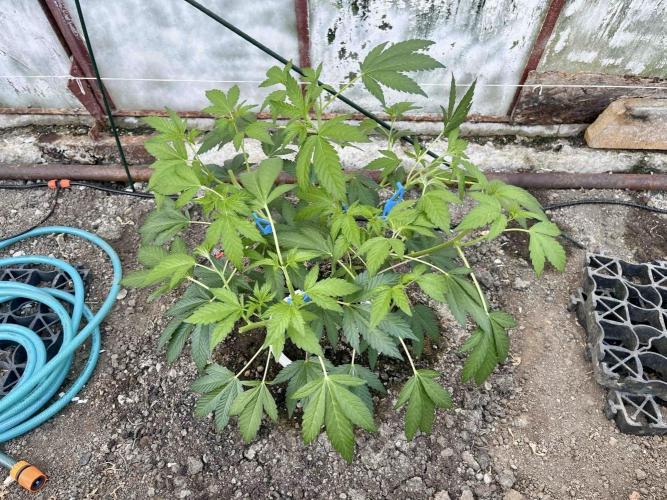 greenhouse26. Week 4 - Grape Diamonds #17 x Grandpa's Cookies #6