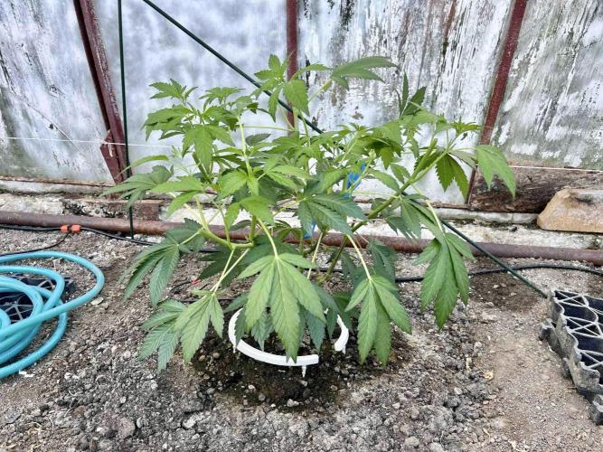 greenhouse26. Week 4 - Grape Diamonds #17 x Grandpa's Cookies #6