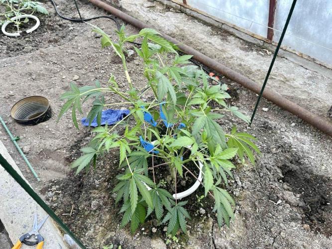greenhouse26. Week 4 - xxx x Grandpa's Cookies #6