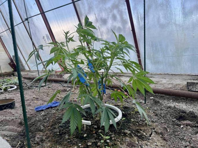 greenhouse26. Week 4 - xxx x Grandpa's Cookies #6