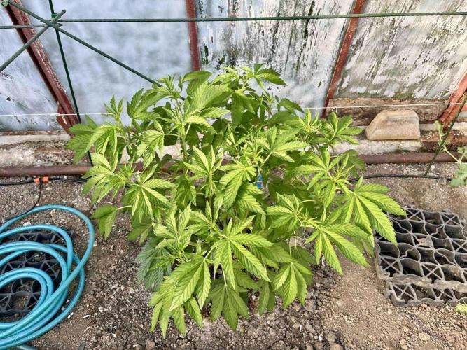 greenhouse26. Week 5 - Grape Diamonds #17 x Grandpa's Cookies #6