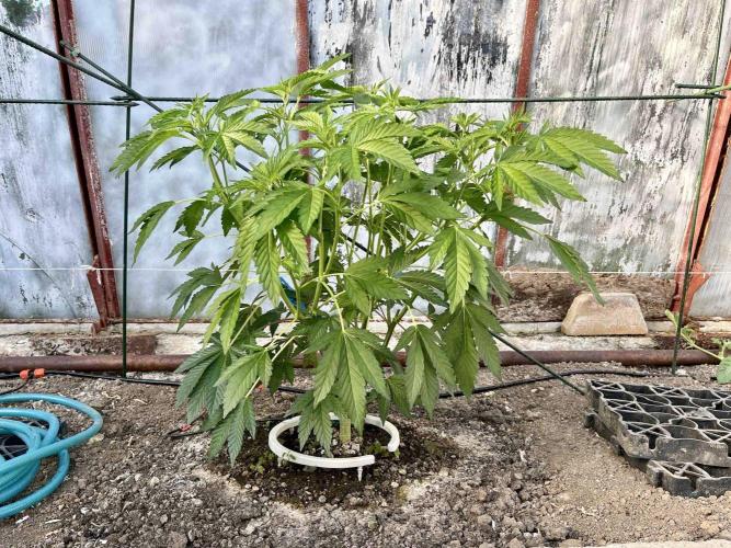 greenhouse26. Week 5 - Grape Diamonds #17 x Grandpa's Cookies #6