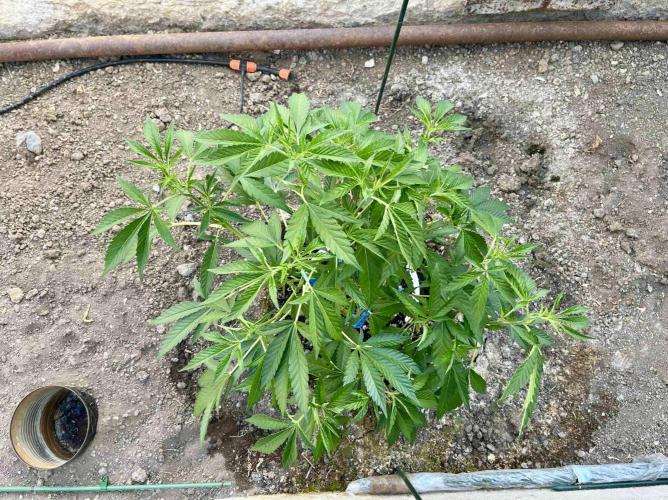 greenhouse26. Week 5 - xxx x Grandpa's Cookies #6