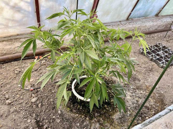 greenhouse26. Week 5 - xxx x Grandpa's Cookies #6