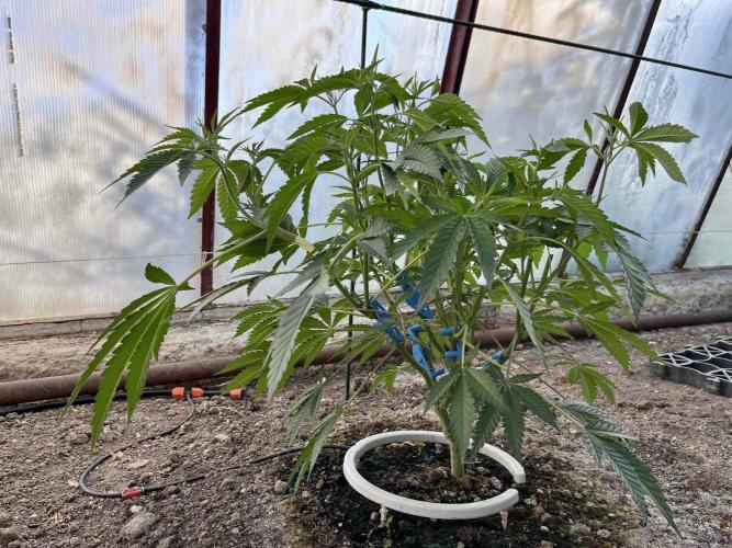 greenhouse26. Week 5 - xxx x Grandpa's Cookies #6