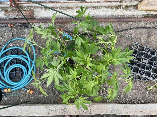 greenhouse26. Week 5 - Grape Diamonds #17 x Grandpa's Cookies #6