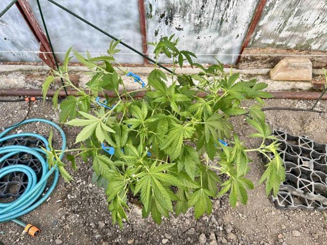 greenhouse26. Week 5 - Grape Diamonds #17 x Grandpa's Cookies #6
