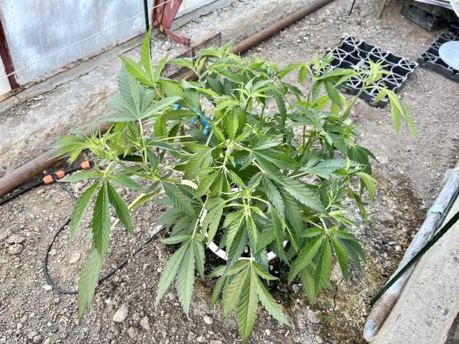 greenhouse26. Week 5 - xxx x Grandpa's Cookies #6