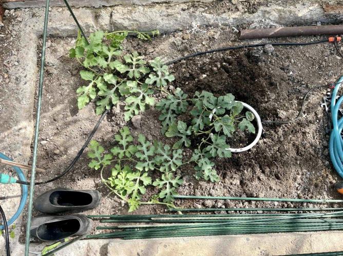 greenhouse26. Week 6 - Meloun