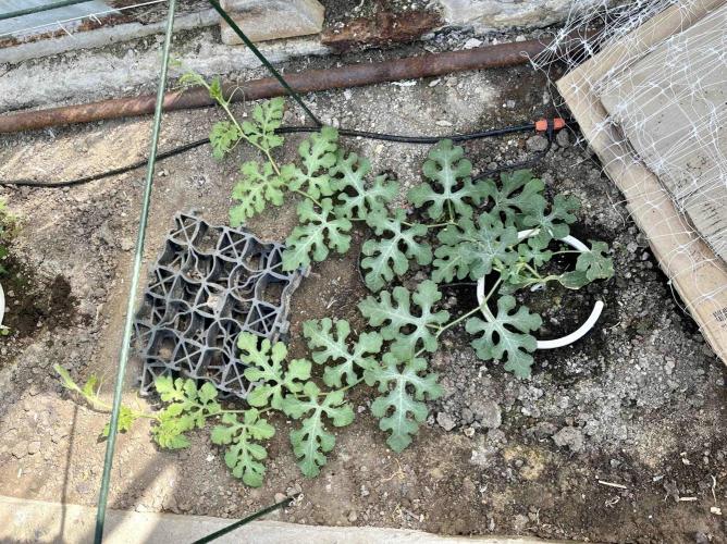 greenhouse26. Week 6 - Meloun