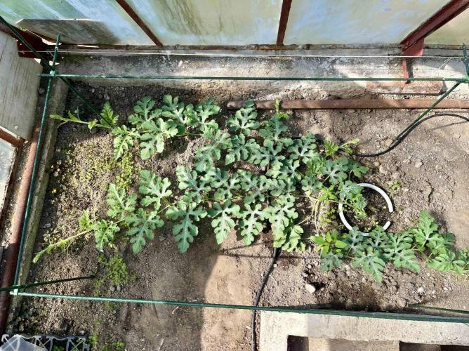 greenhouse26. Week 6 - Meloun