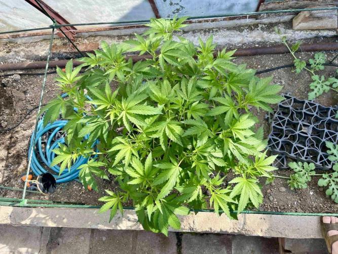 greenhouse26. Week 6 - Grape Diamonds #17 x Grandpa's Cookies #6